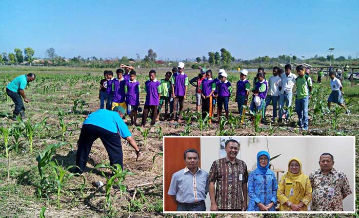 Optimalisasi Lahan Marginal, FAO Dukung Upsus Jagung di Nusa Tenggara